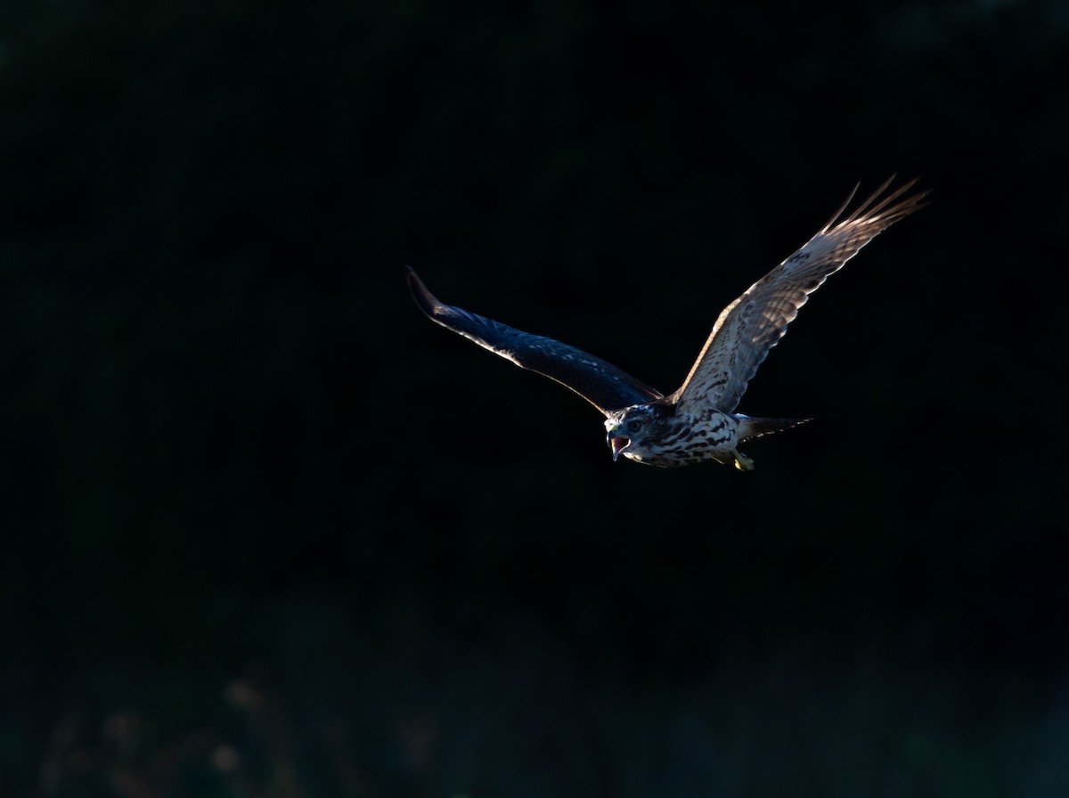 Rotschulterbussard - ML480188801