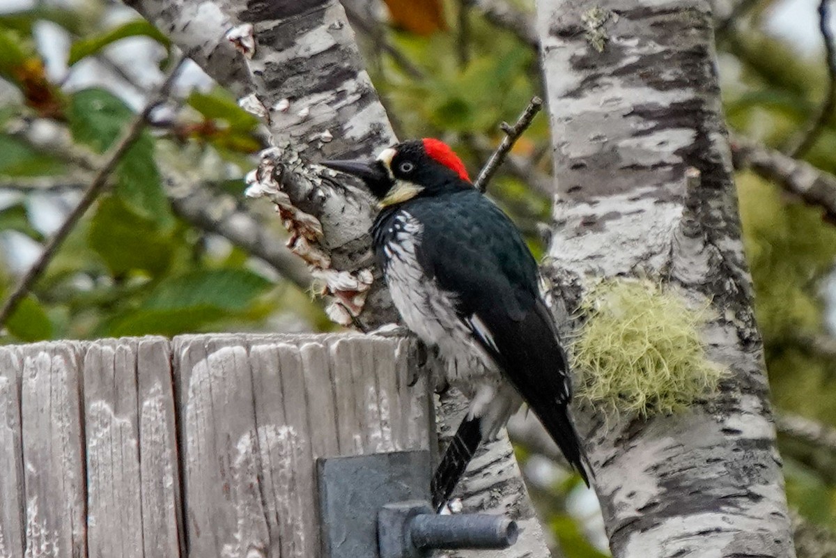 Acorn Woodpecker - Jacob Durrent