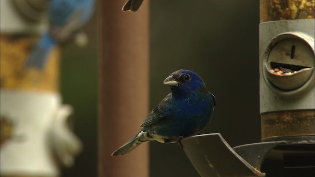 Indigo Bunting - ML480189