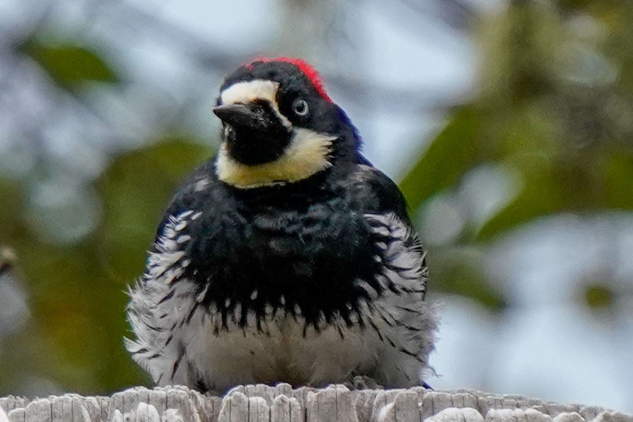 Acorn Woodpecker - ML480189841