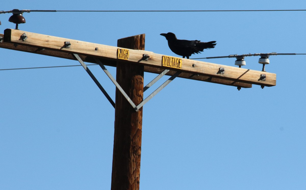 Common Raven - Diane Eubanks