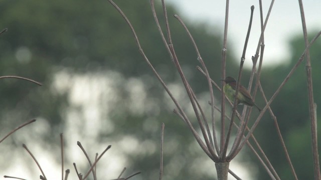 Brown-throated Sunbird - ML480193