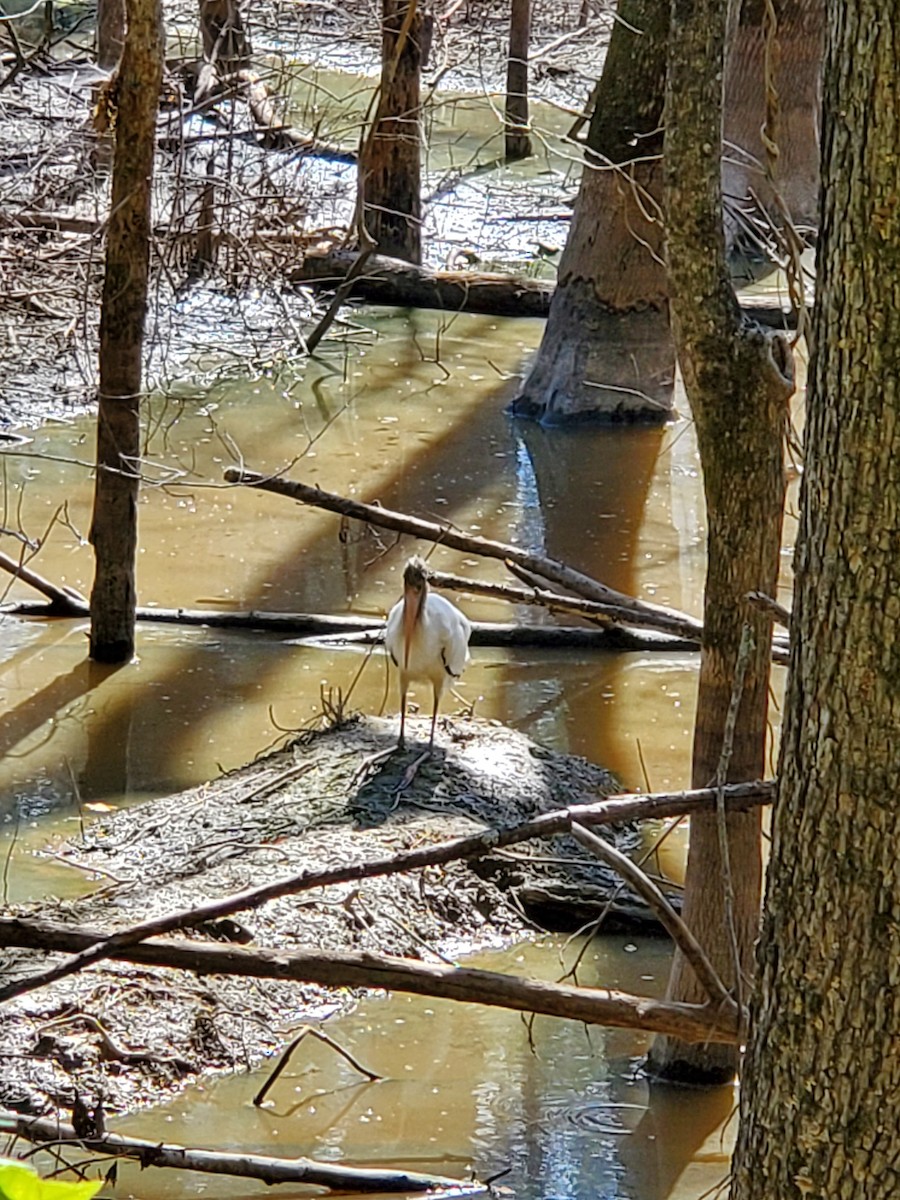 Wood Stork - ML480193251