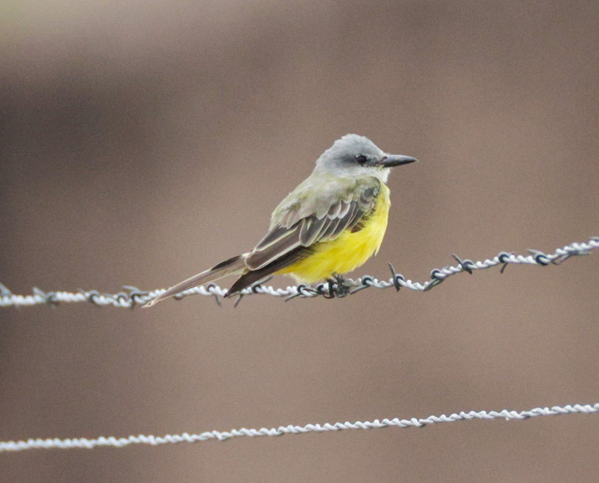 Tropical Kingbird - ML480195271