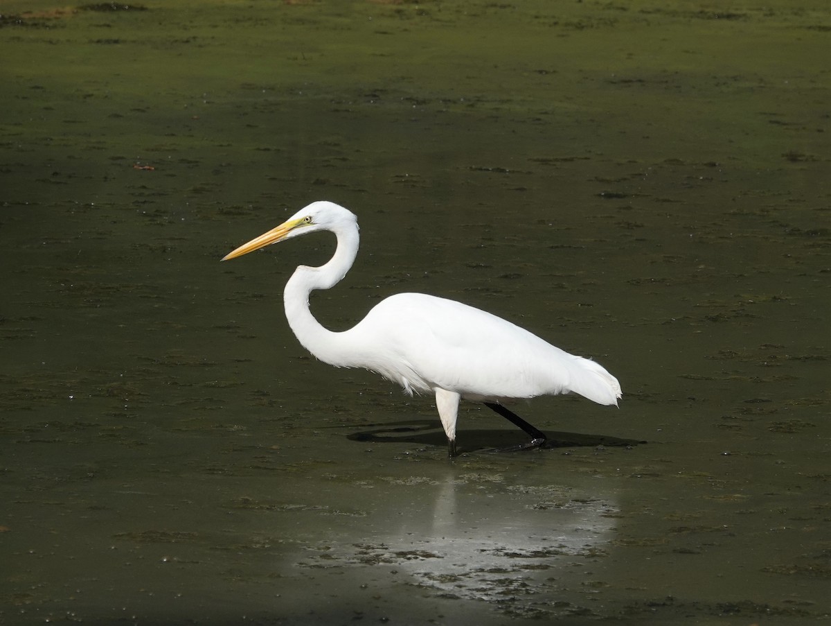 Great Egret - ML480196191