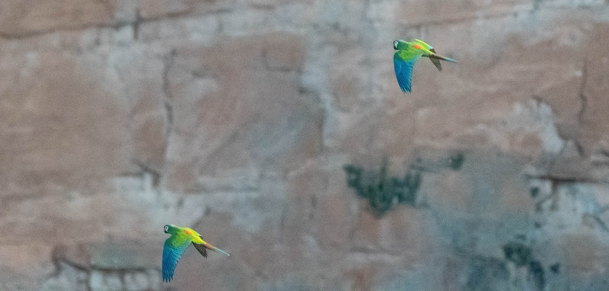 Blue-winged Macaw - ML480197371