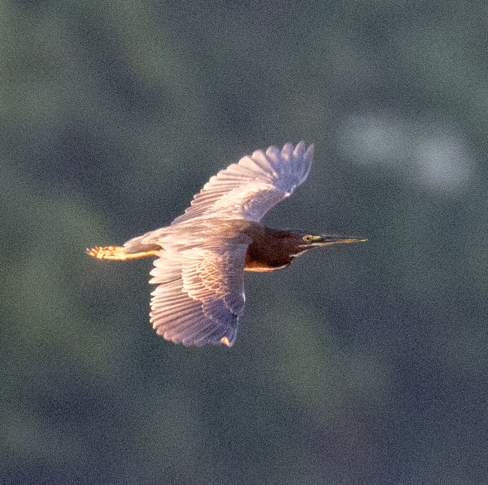 Green Heron - ML480198081