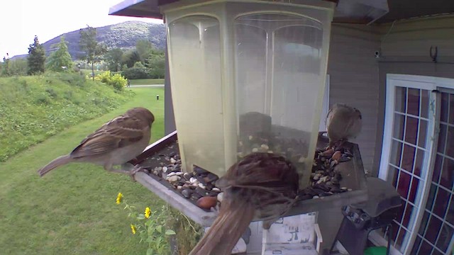 Song Sparrow - ML480198201