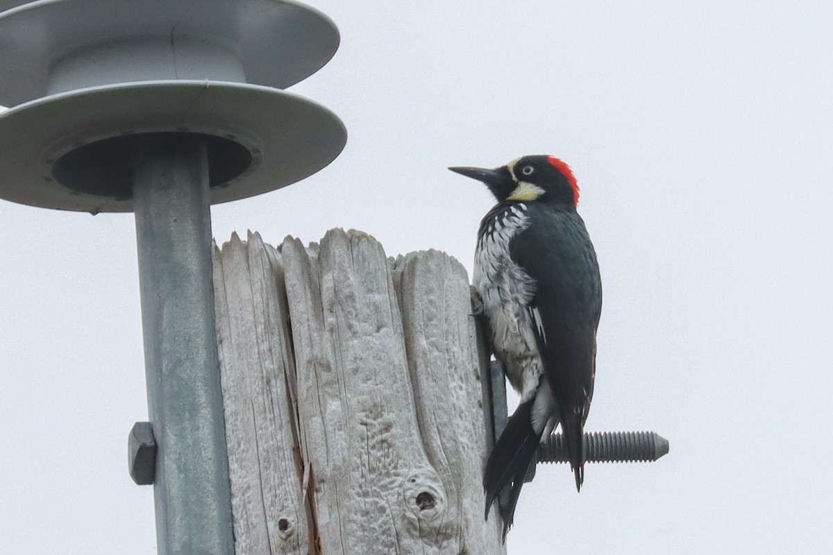 Acorn Woodpecker - Jen Sanford