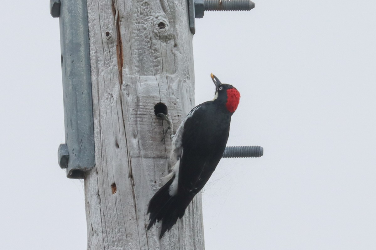 Acorn Woodpecker - ML480199001