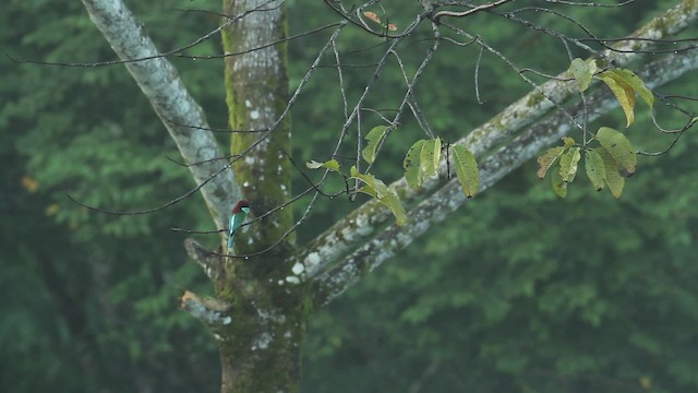 Blue-throated Bee-eater - ML480200