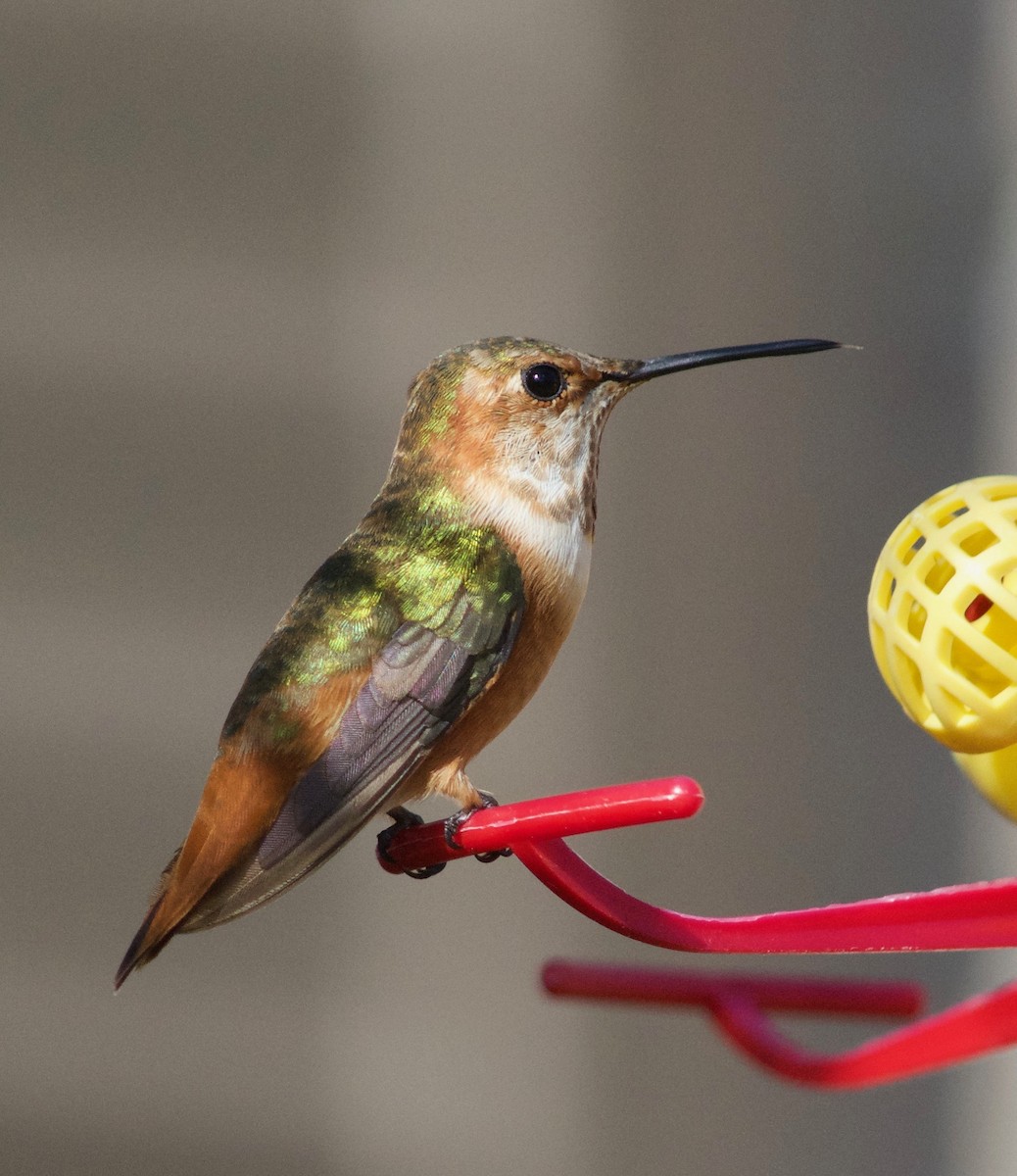 Allen's Hummingbird - Ellen Crotty