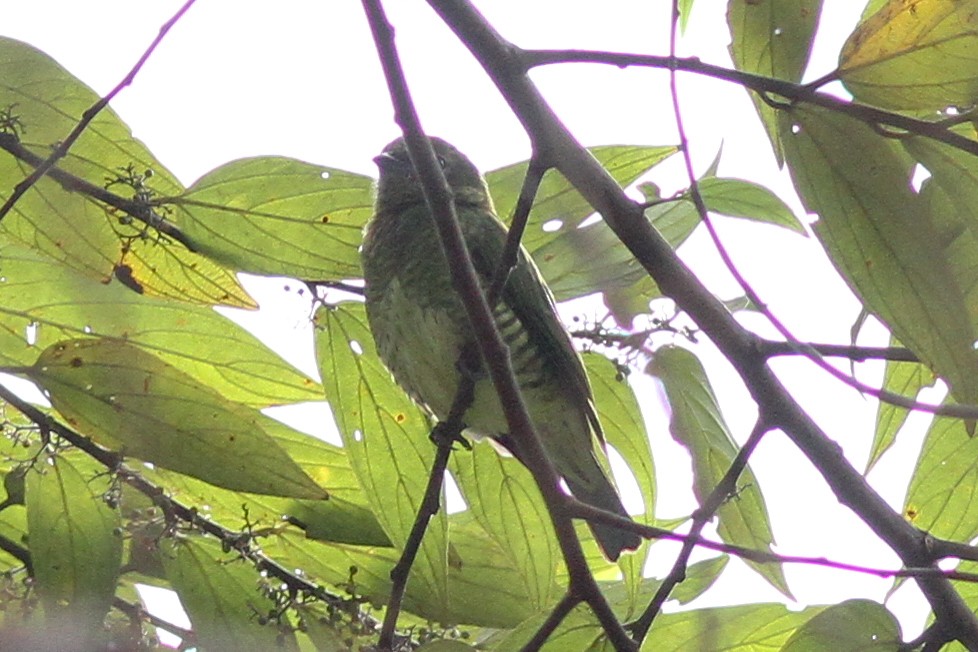 Swallow Tanager - ML48020071