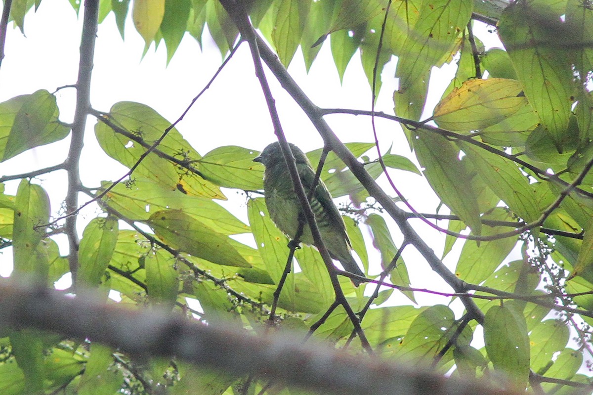 Tangara Golondrina - ML48020081