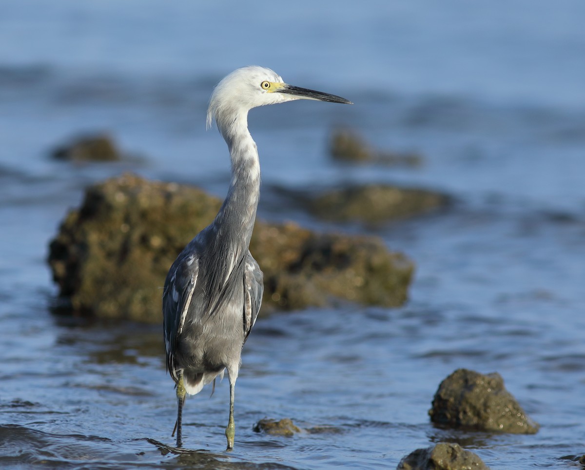 Little Blue Heron x Snowy Egret (hybrid) - Vince Capp