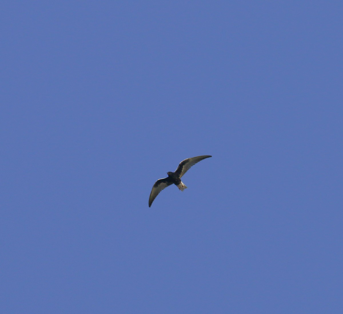White-winged Tern - ML480201481