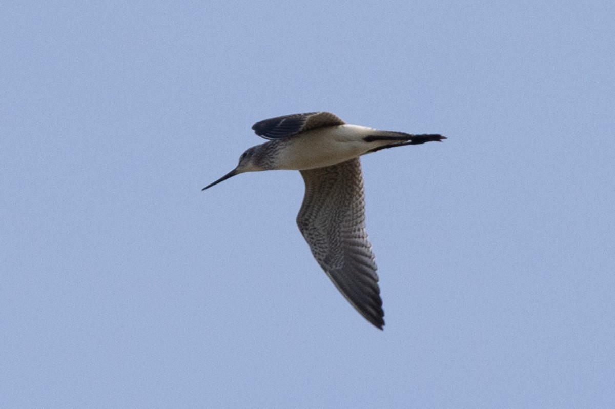 Greater Yellowlegs - ML480201941