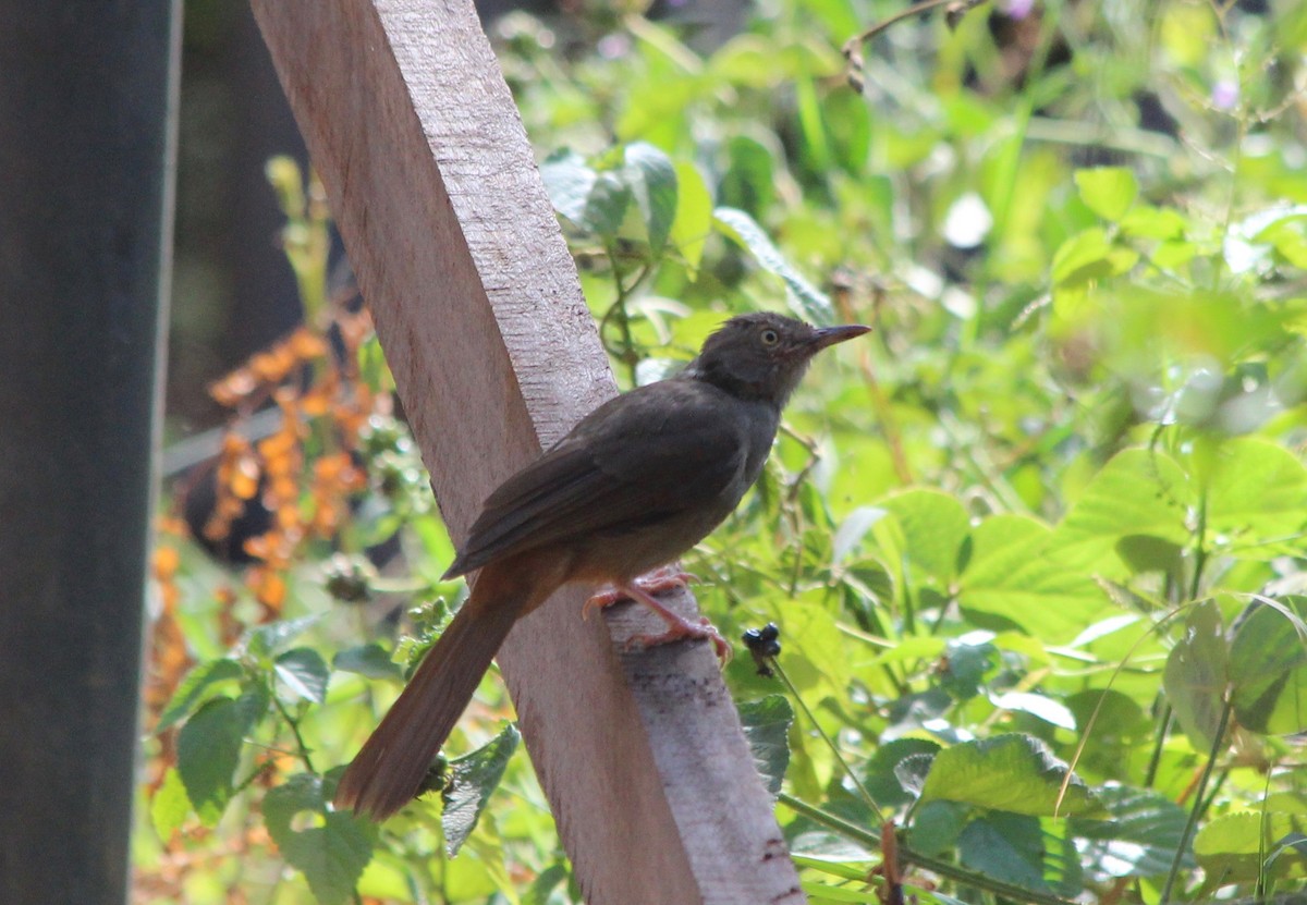 Gray-olive Greenbul - David Guarnieri