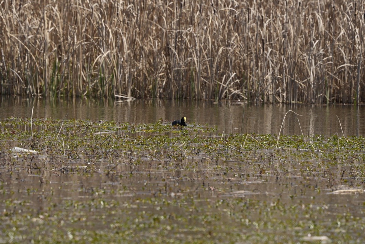 White-winged Coot - ML480202821