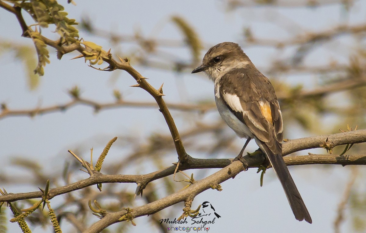 White-bellied Minivet - ML48020331