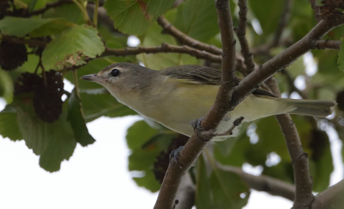 Warbling Vireo (Eastern) - ML480203741