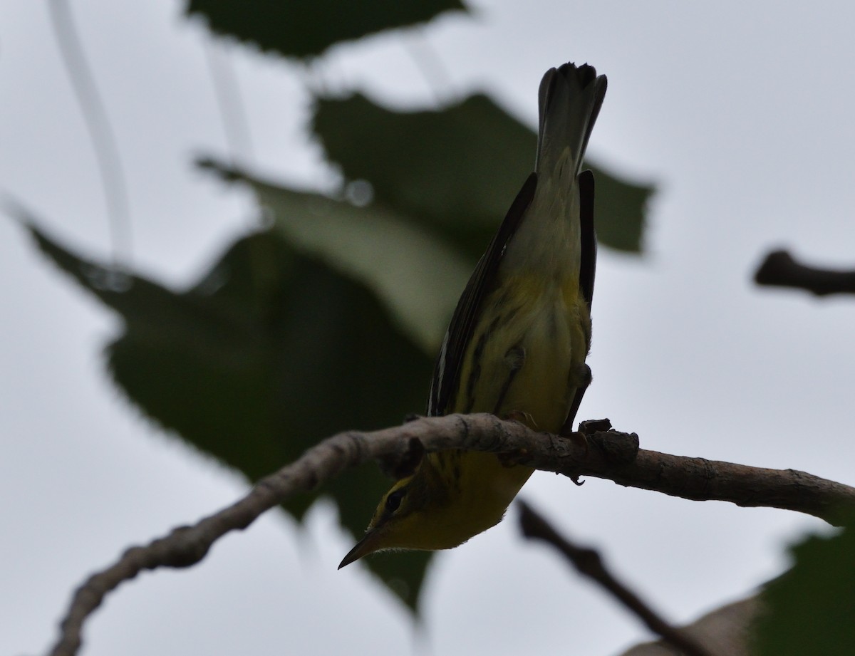 Blackburnian Warbler - ML480204281