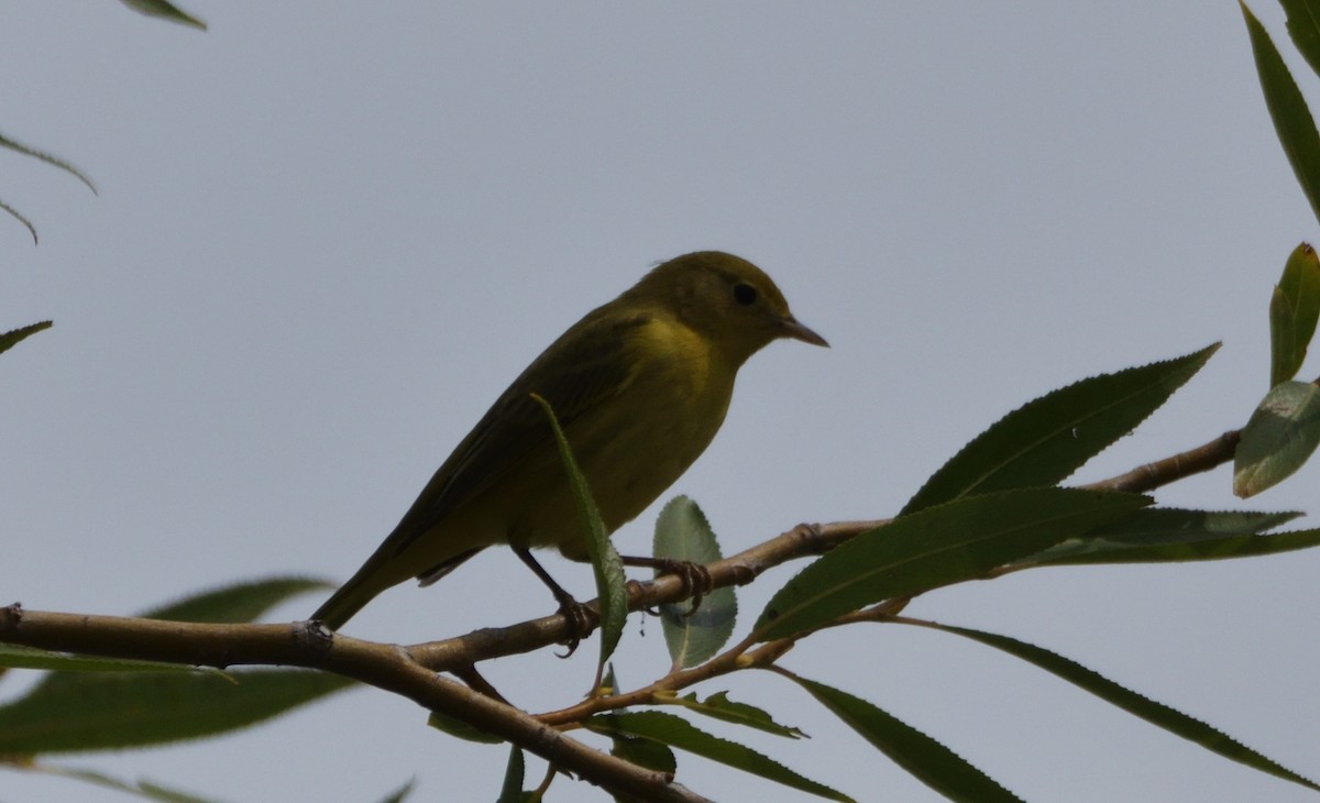 Yellow Warbler (Northern) - ML480205401