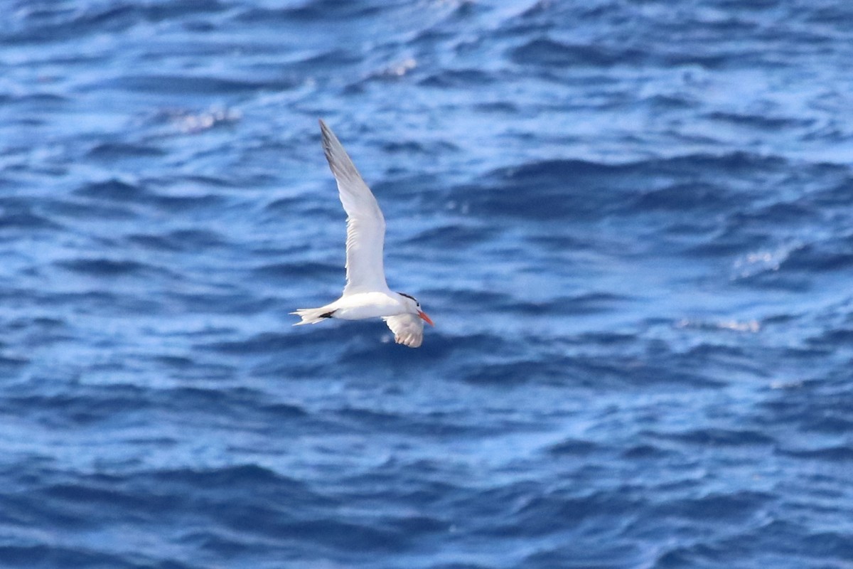 Royal Tern - Karen Bonsell