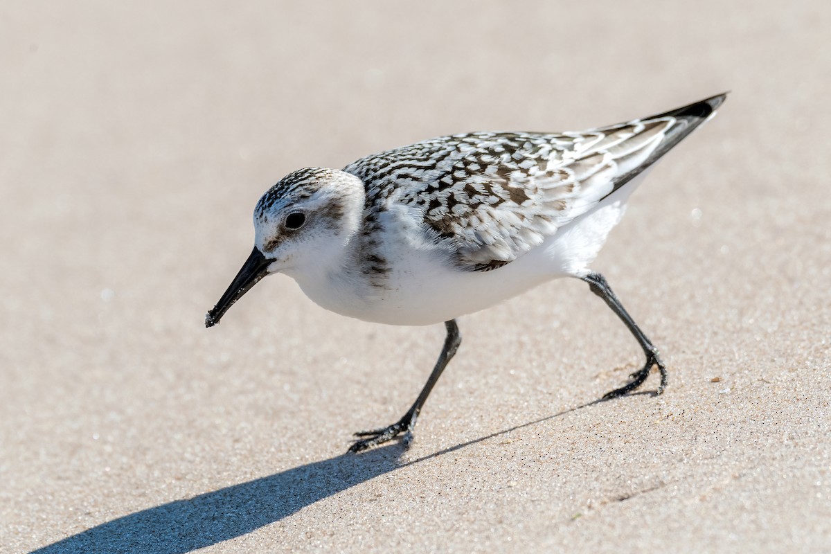 Sanderling - ML480205861