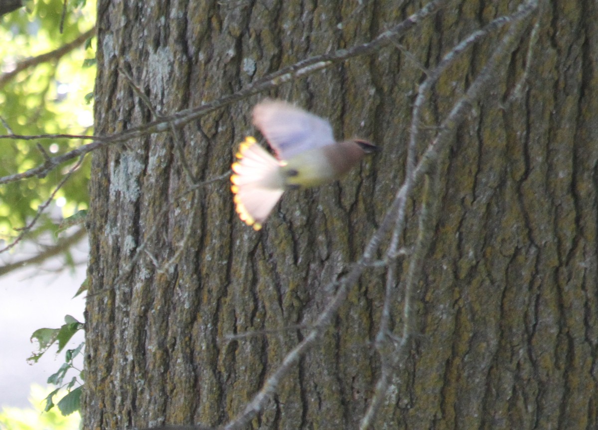 Cedar Waxwing - ML480207281