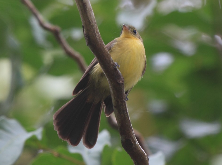 Black-tailed Flycatcher - Fabio Olmos