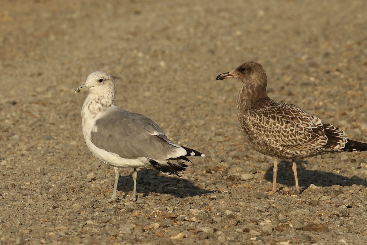 California Gull - ML480208181