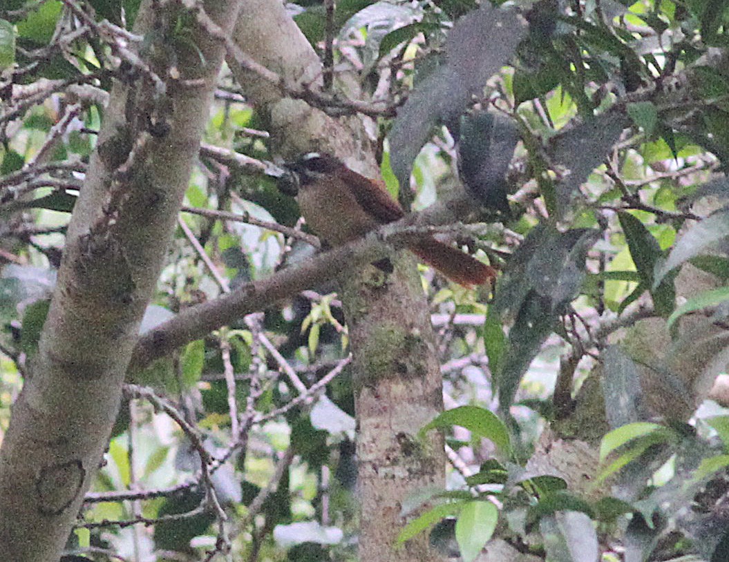 Bismarck Fantail - Ashley Banwell