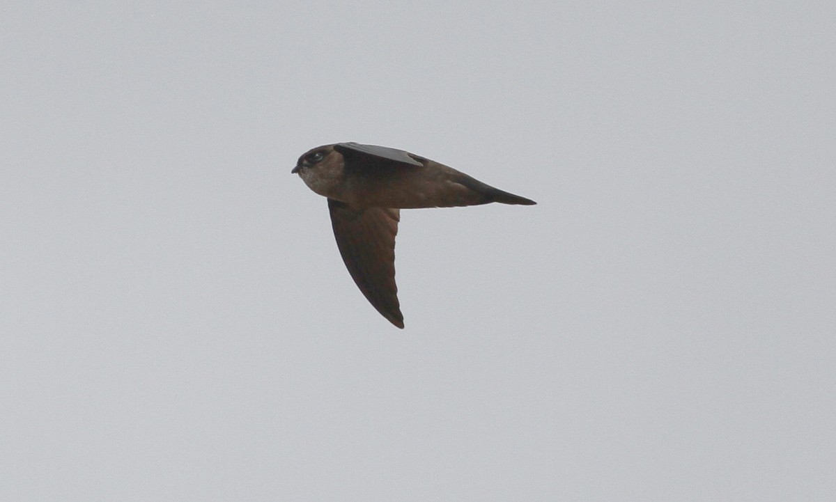 Mayr's Swiftlet - Ashley Banwell