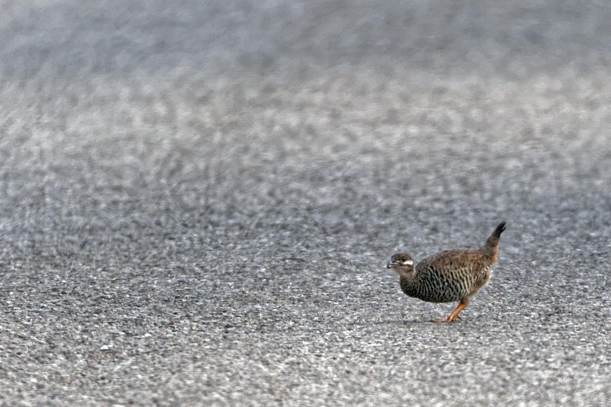 Francolin perlé - ML480212241