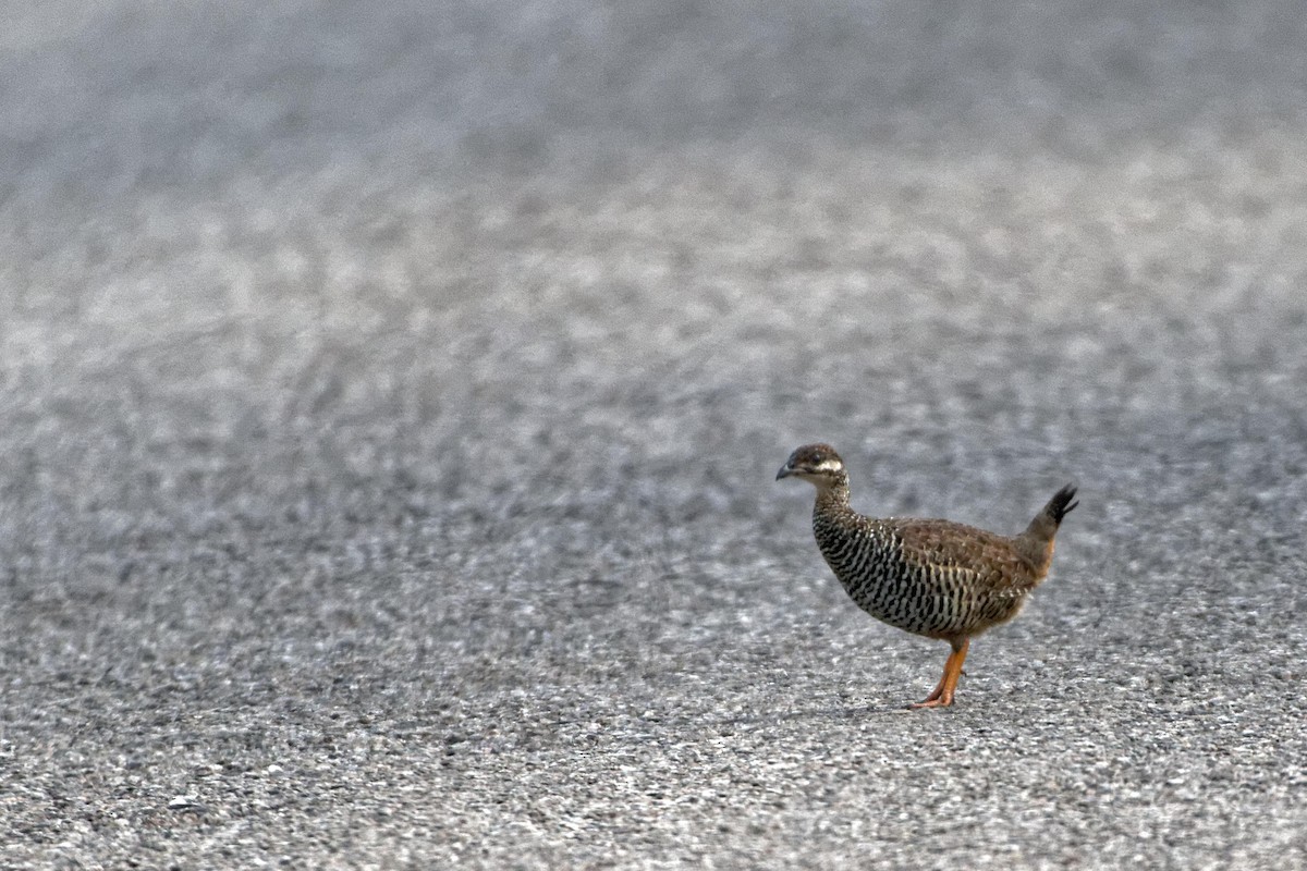 Chinese Francolin - ML480212251