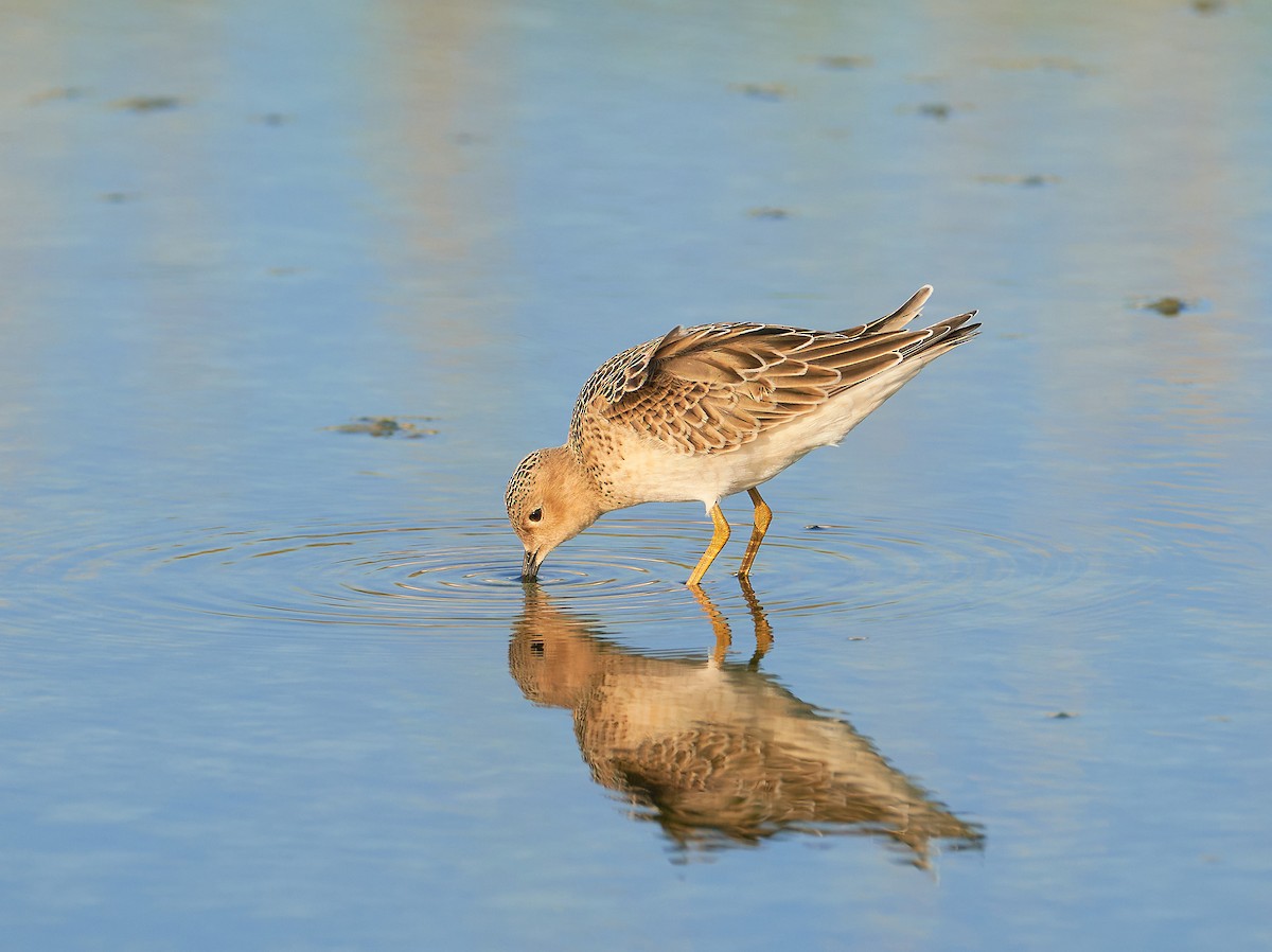 Buff-breasted Sandpiper - ML480212511