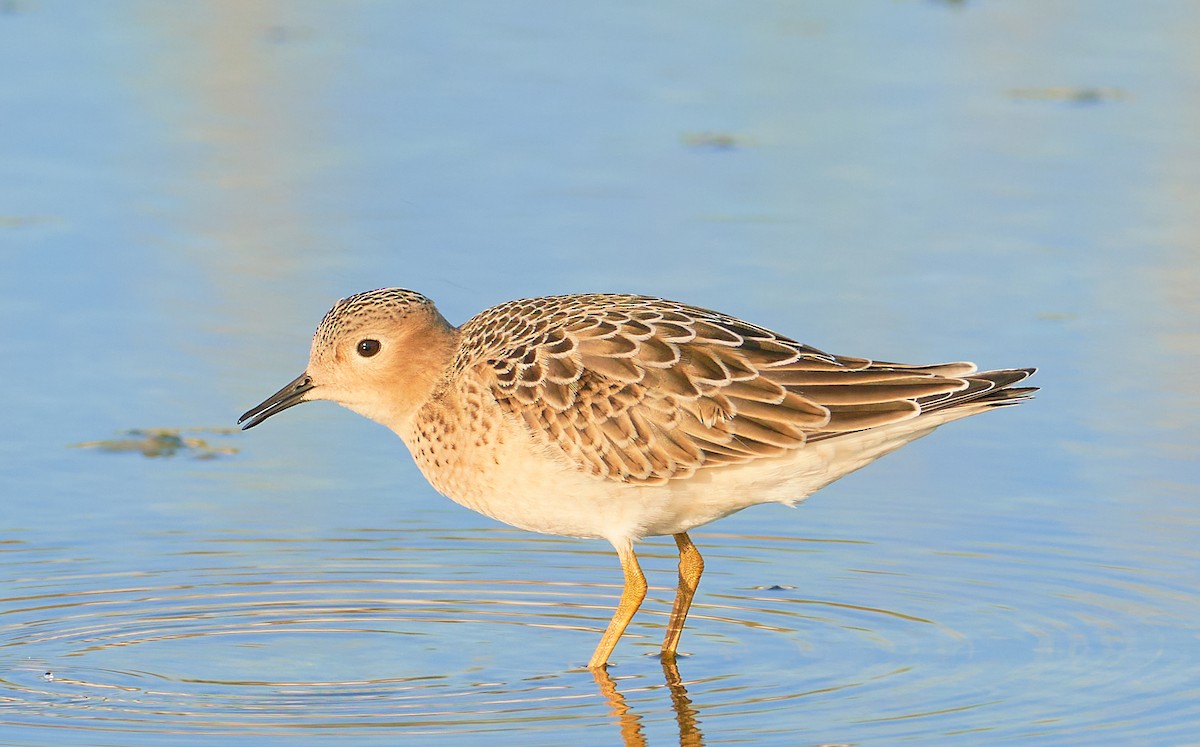 Buff-breasted Sandpiper - ML480212561