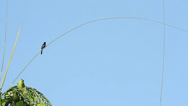 Cuclillo Drongo Colitruncado - ML480213