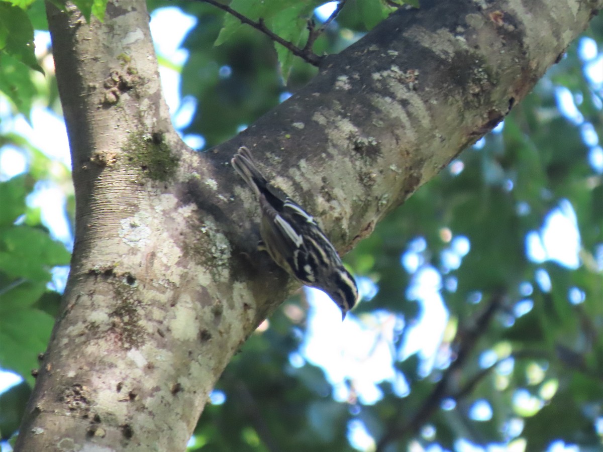 Black-and-white Warbler - ML480213001