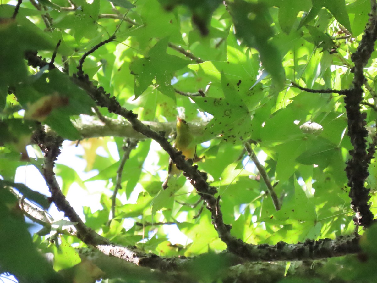 Canada Warbler - ML480213621