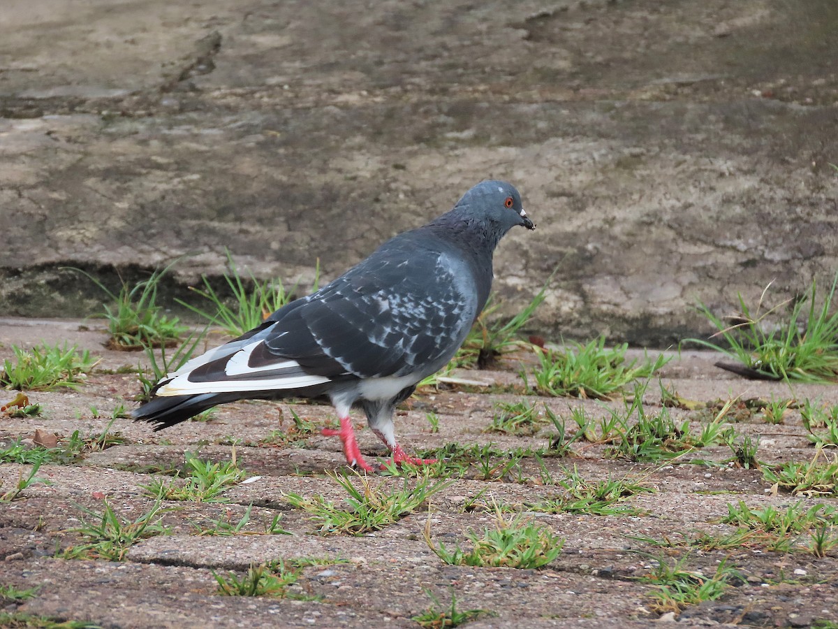 Rock Pigeon (Feral Pigeon) - ML480214151