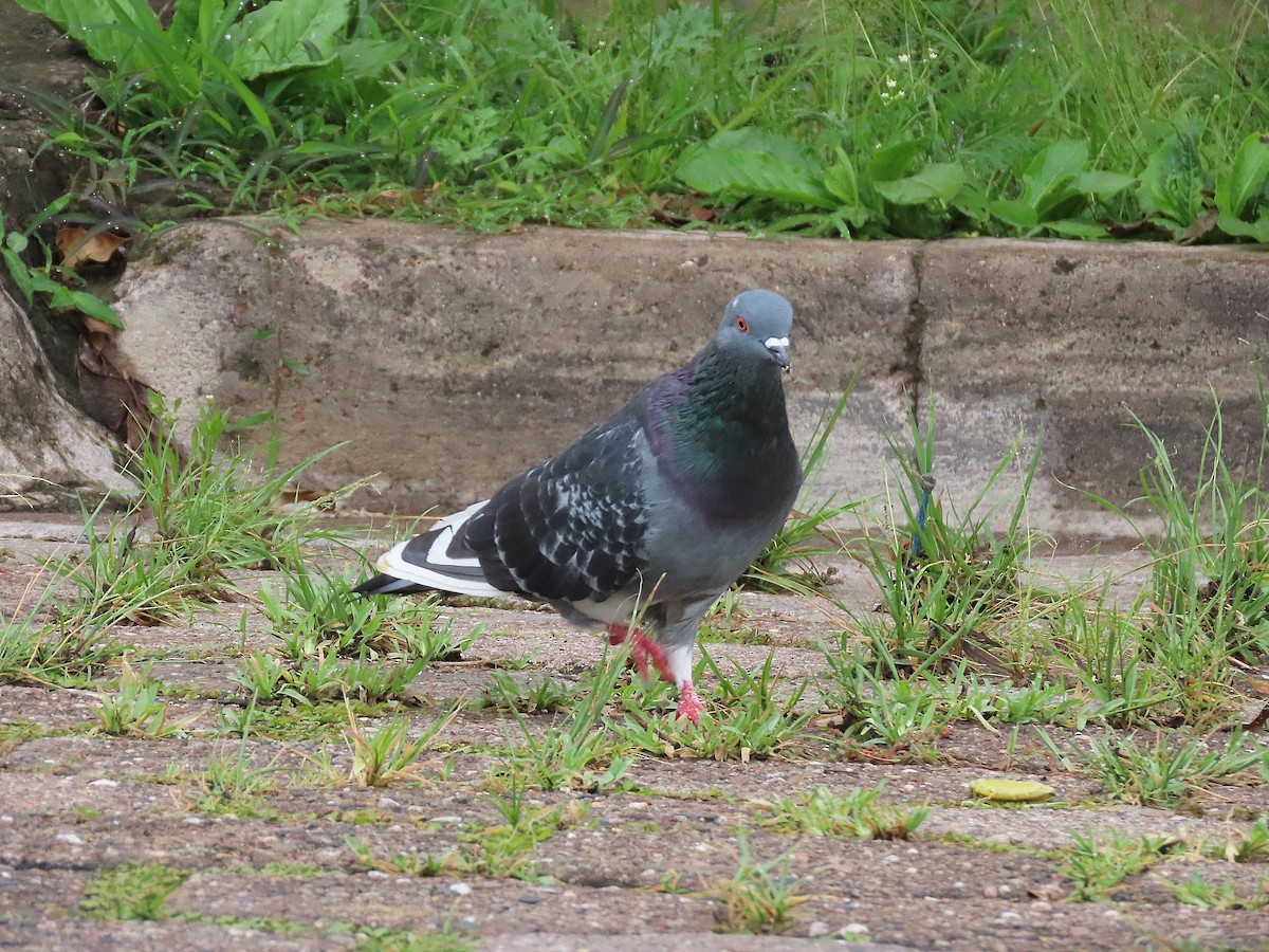 Rock Pigeon (Feral Pigeon) - ML480214161