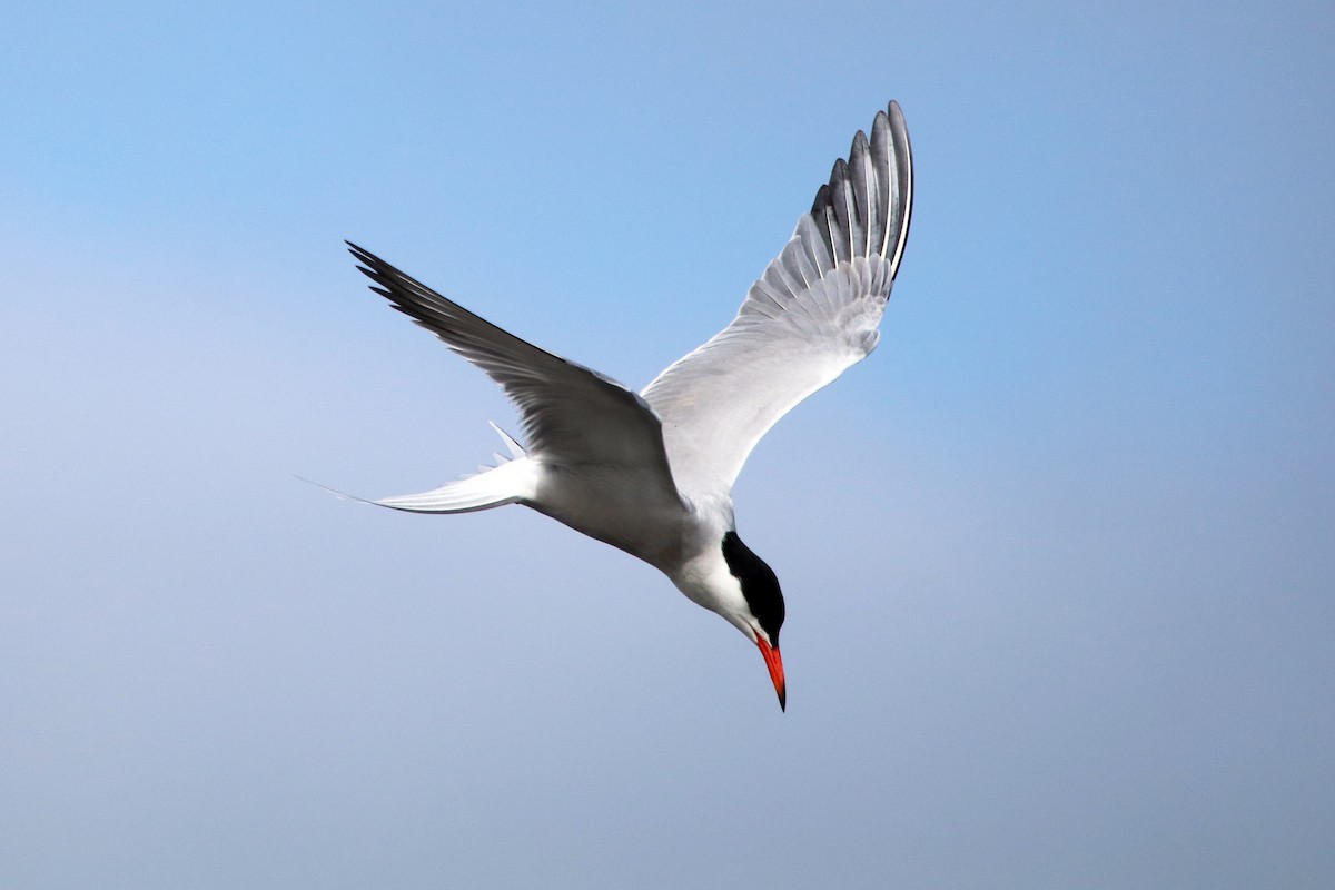 Common Tern - ML480214681