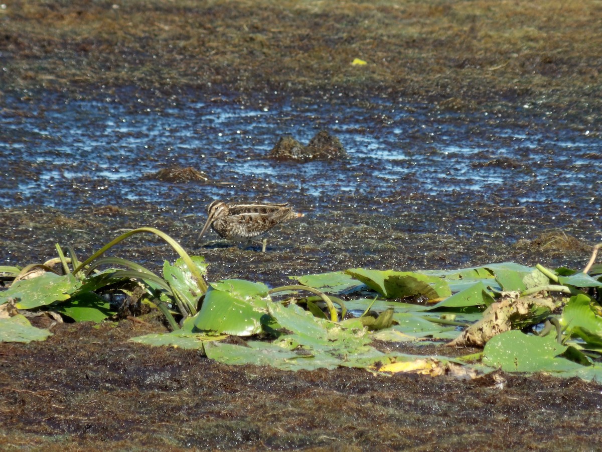 Wilson's Snipe - ML480214821