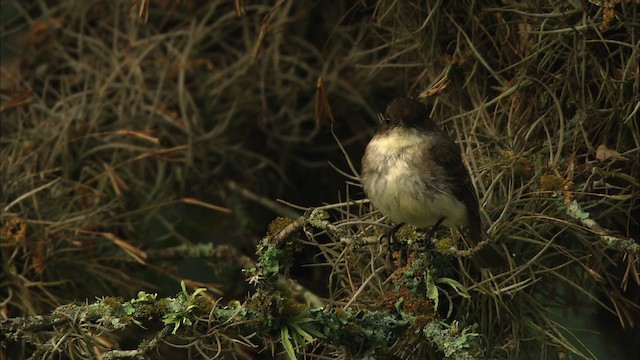 Eastern Phoebe - ML480215