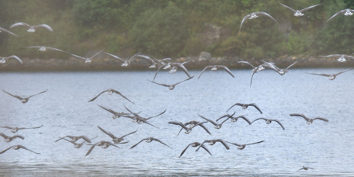 Graylag Goose - ML480216061