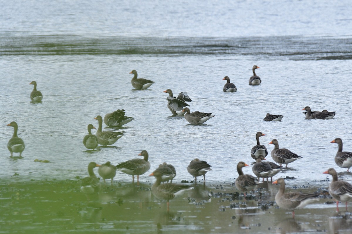 Graylag Goose - ML480216071