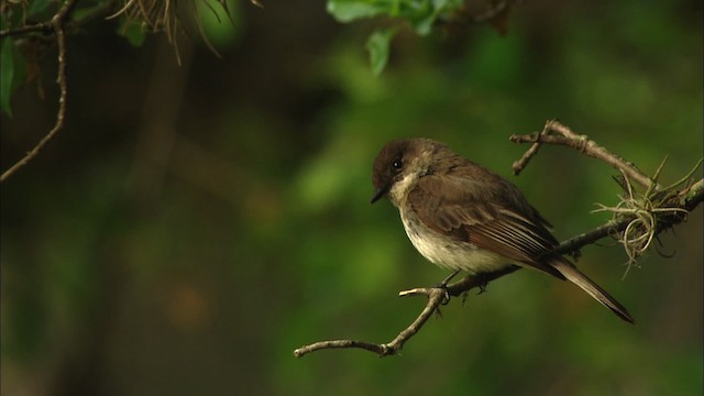 Eastern Phoebe - ML480218