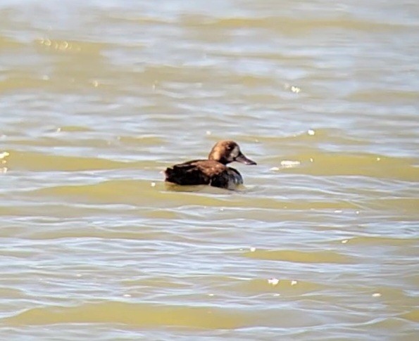 Greater Scaup - ML480218731